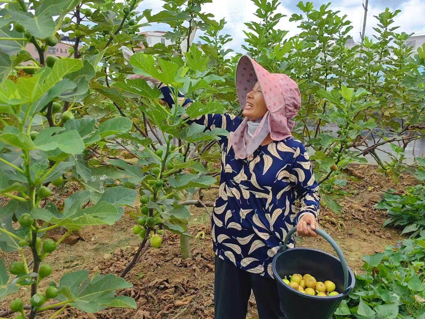 韶關樂昌 '甜蜜果'身價翻倍，果農樂享產業鏈發展'紅利'