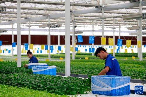 甬庫合作產業援疆 戈壁灘上開出現代農業之花