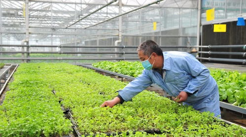 科技育苗興農(nóng)業(yè) 畜禽興旺保供應——延慶區(qū)現(xiàn)代化育苗工廠助力農(nóng)業(yè)高質(zhì)量發(fā)展